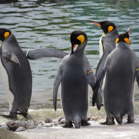 Edinburgh Zoo