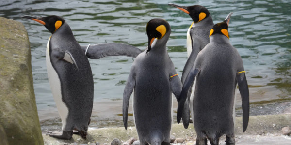 Edinburgh Zoo